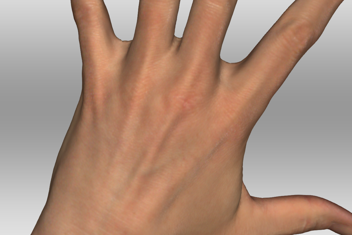 op het 3D model kan u de kleinste details van de hand zien, zoals ondermeer de kootjes en de aders.